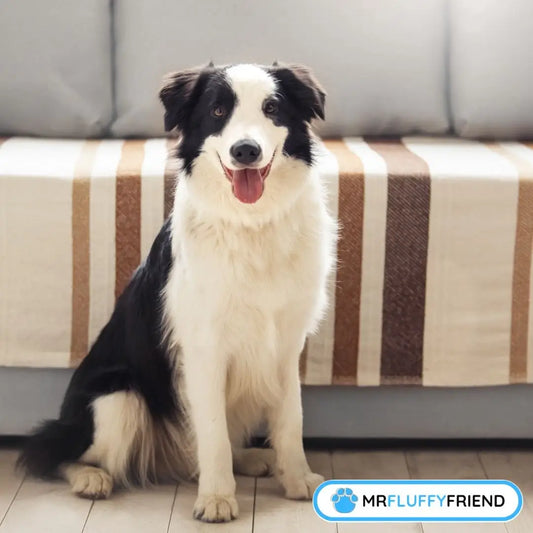 Schwarz-weißer Border Collie sitzt neben dem Sofa